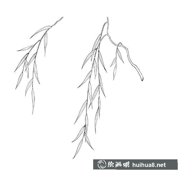柳樹(shù)簡(jiǎn)筆畫(huà)5