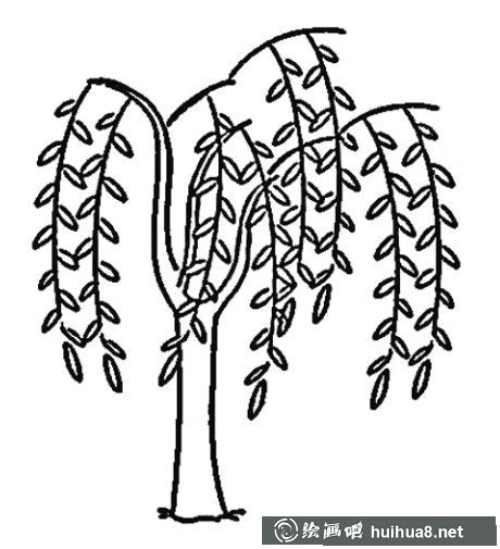 柳樹(shù)圖片3