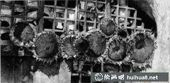 全國第三屆鋼筆畫《向日葵》獲獎佳作