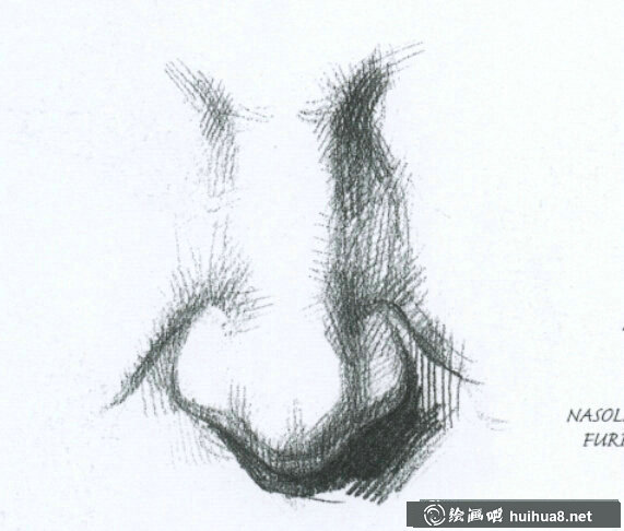 素描鼻子的結(jié)構(gòu)及畫(huà)法(1)