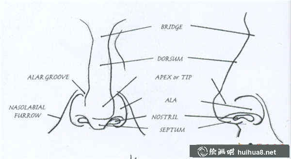 素描鼻子的結(jié)構(gòu)及畫(huà)法(2)