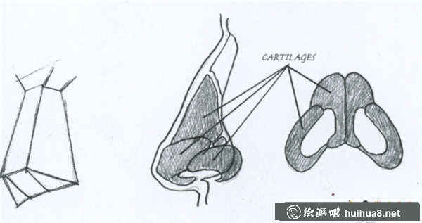 素描鼻子的結(jié)構(gòu)及畫(huà)法(4)