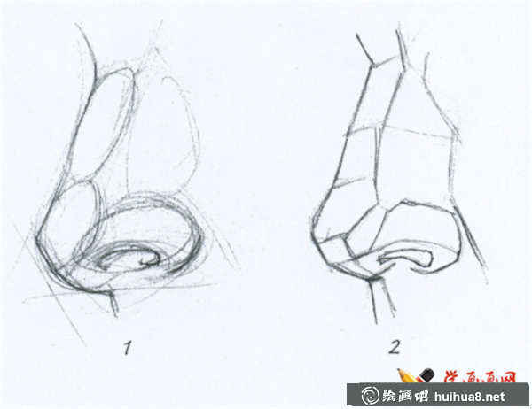素描鼻子的結(jié)構(gòu)及畫(huà)法(5)