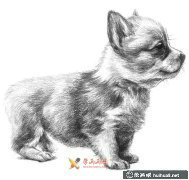 鉛筆畫教程學(xué)用鉛筆畫一只小狗