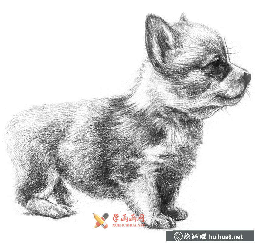 鉛筆畫教程_學(xué)用鉛筆畫一只小狗(1)