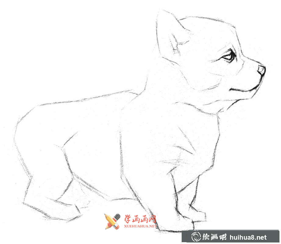 鉛筆畫教程_學(xué)用鉛筆畫一只小狗(3)