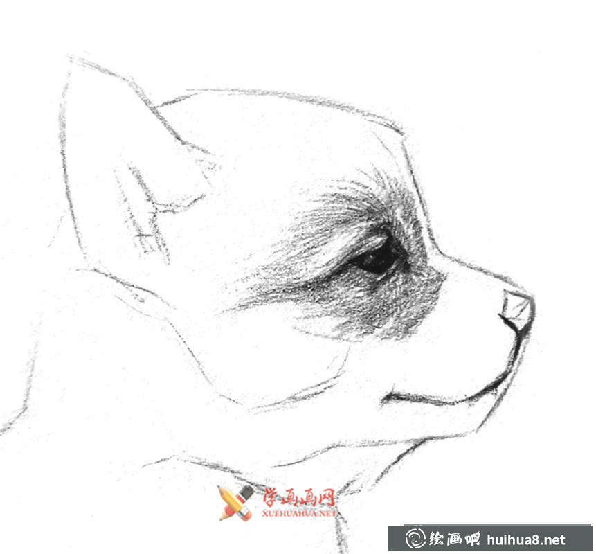 鉛筆畫教程_學(xué)用鉛筆畫一只小狗(4)