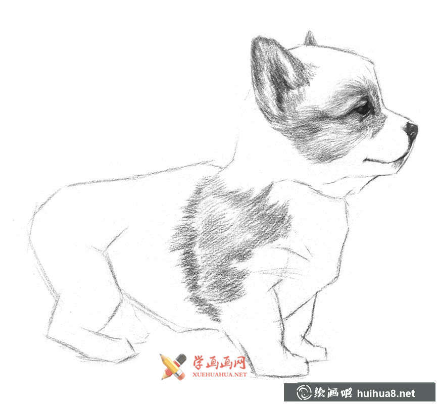 鉛筆畫教程_學(xué)用鉛筆畫一只小狗(6)