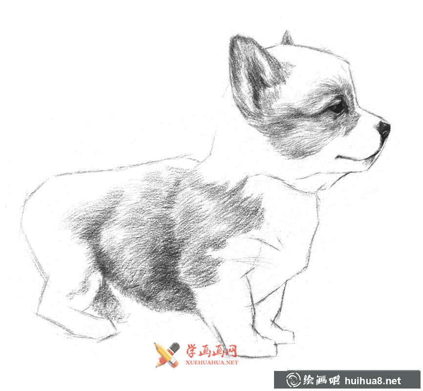 鉛筆畫教程_學(xué)用鉛筆畫一只小狗(7)