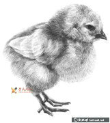 動(dòng)物素描教程鉛筆畫(huà)毛茸茸小雞