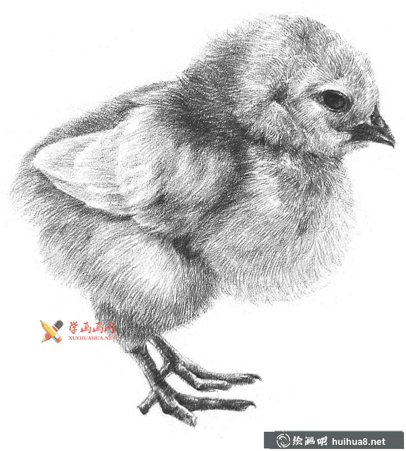 動(dòng)物素描教程_鉛筆畫(huà)一只毛茸茸的小雞(1)
