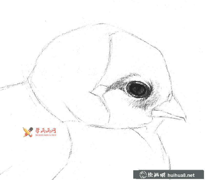 動(dòng)物素描教程_鉛筆畫(huà)一只毛茸茸的小雞(4)