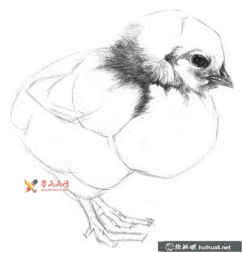 動(dòng)物素描教程_鉛筆畫(huà)一只毛茸茸的小雞(6)