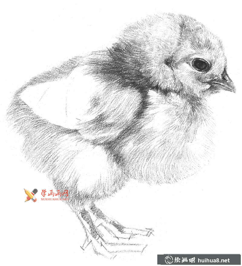動(dòng)物素描教程_鉛筆畫(huà)一只毛茸茸的小雞(8)