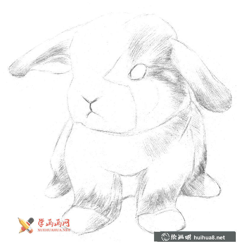 兔子素描畫(huà)步驟03