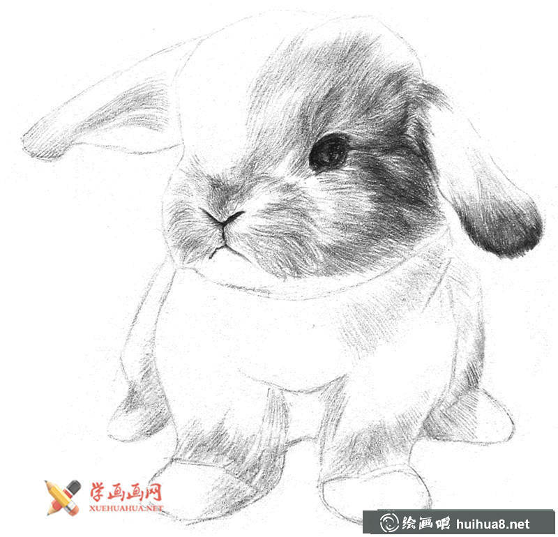 兔子素描畫(huà)步驟07