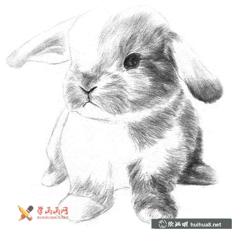 兔子素描畫(huà)步驟08