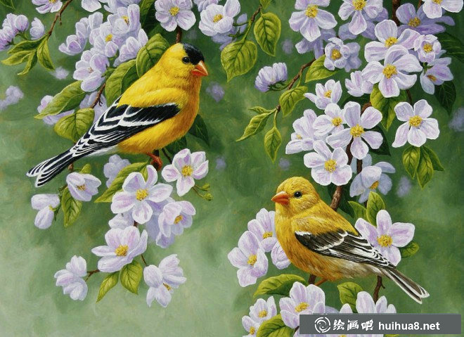 關(guān)于鳥的彩鉛畫圖片欣賞(22)