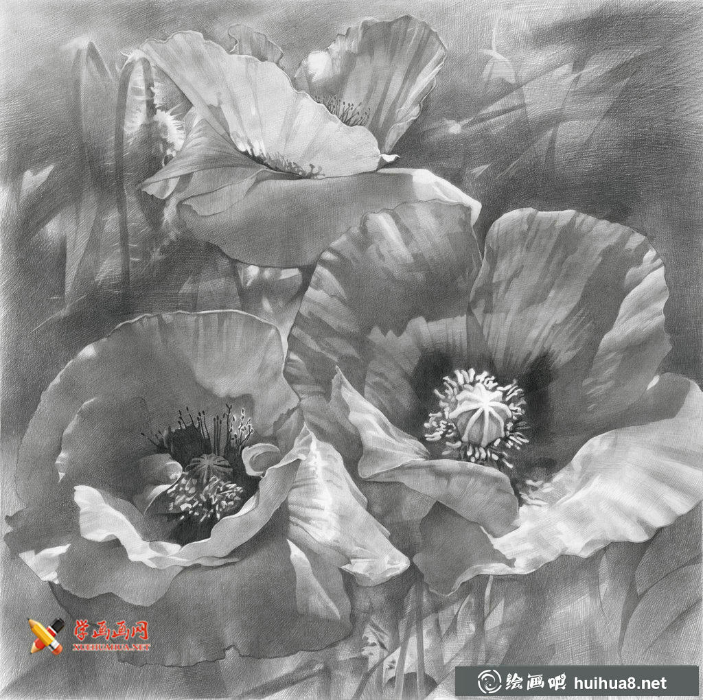 3幅關(guān)于花的靜物素描畫欣賞(3)