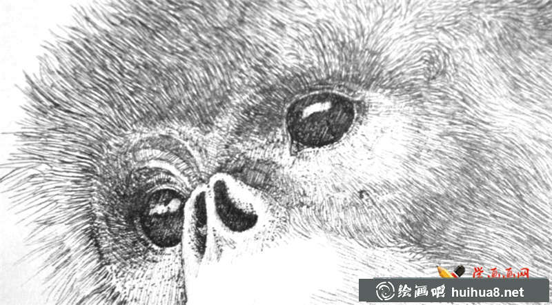 瀕危動(dòng)物系列素描畫圖片(2)