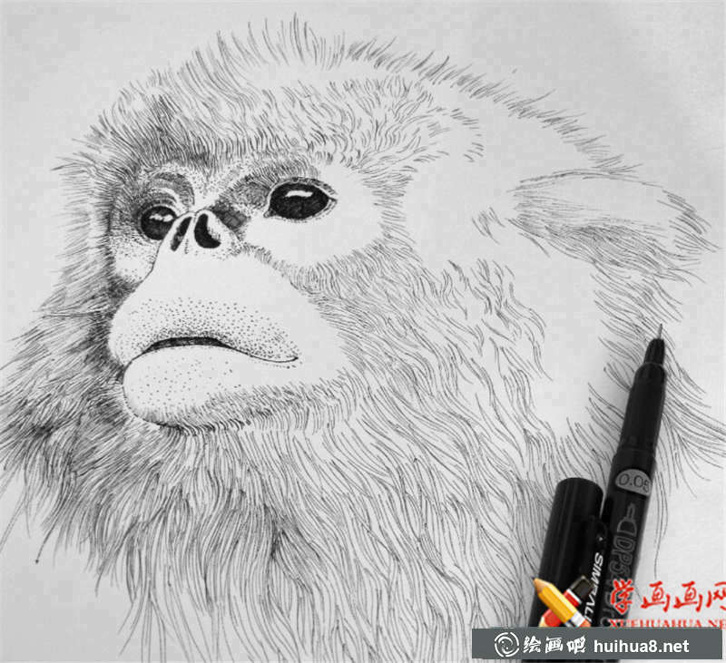 瀕危動(dòng)物系列素描畫圖片(3)
