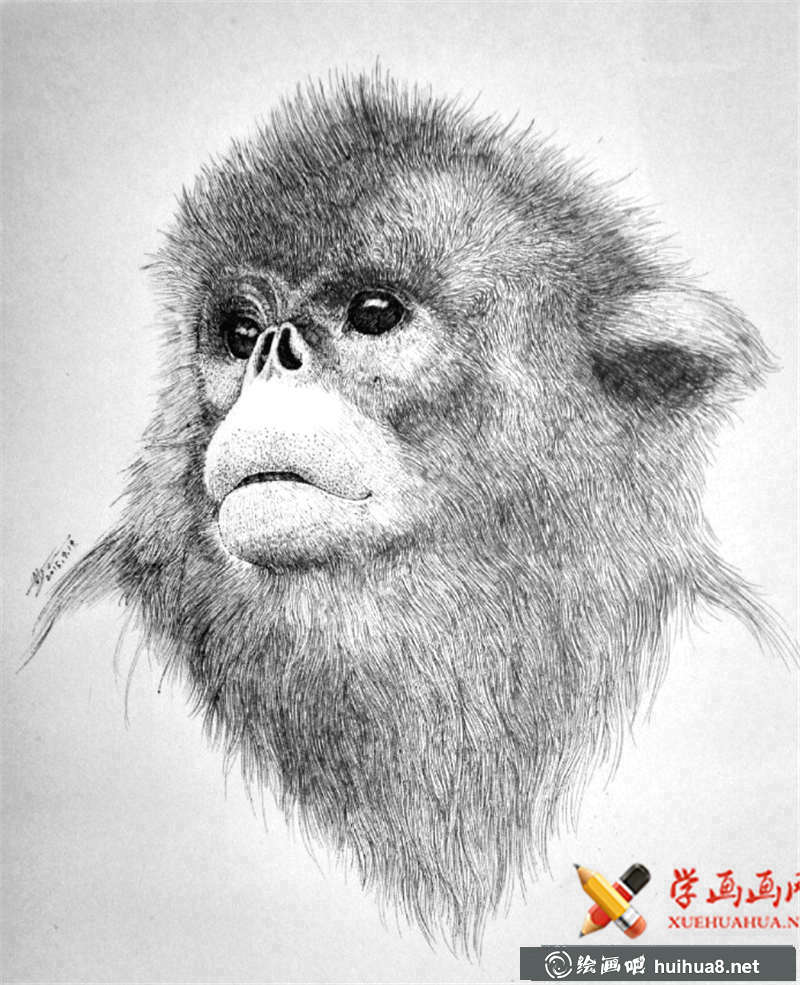 瀕危動(dòng)物系列素描畫圖片(4)
