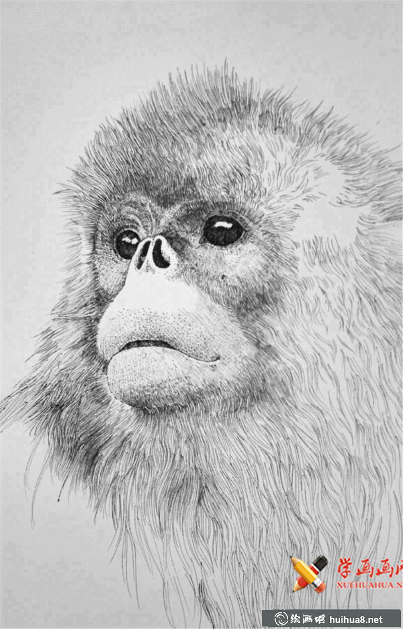 瀕危動(dòng)物系列素描畫圖片(7)