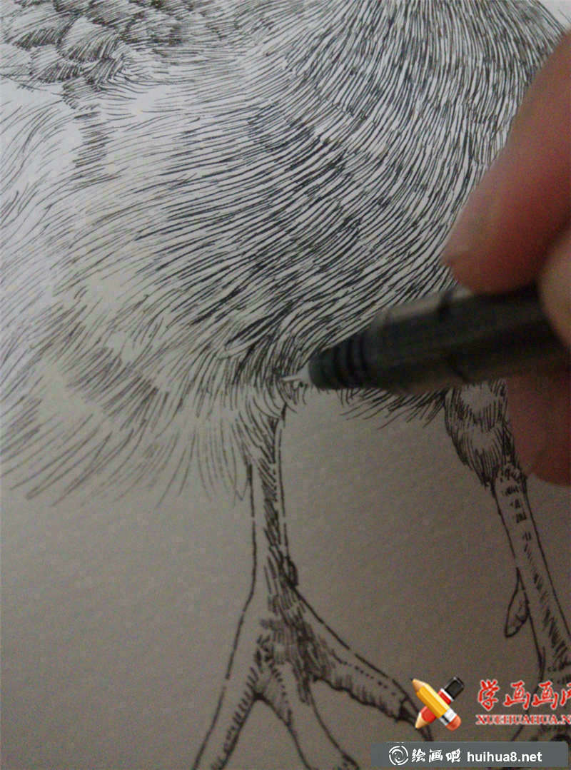 瀕危動(dòng)物系列素描畫圖片(8)
