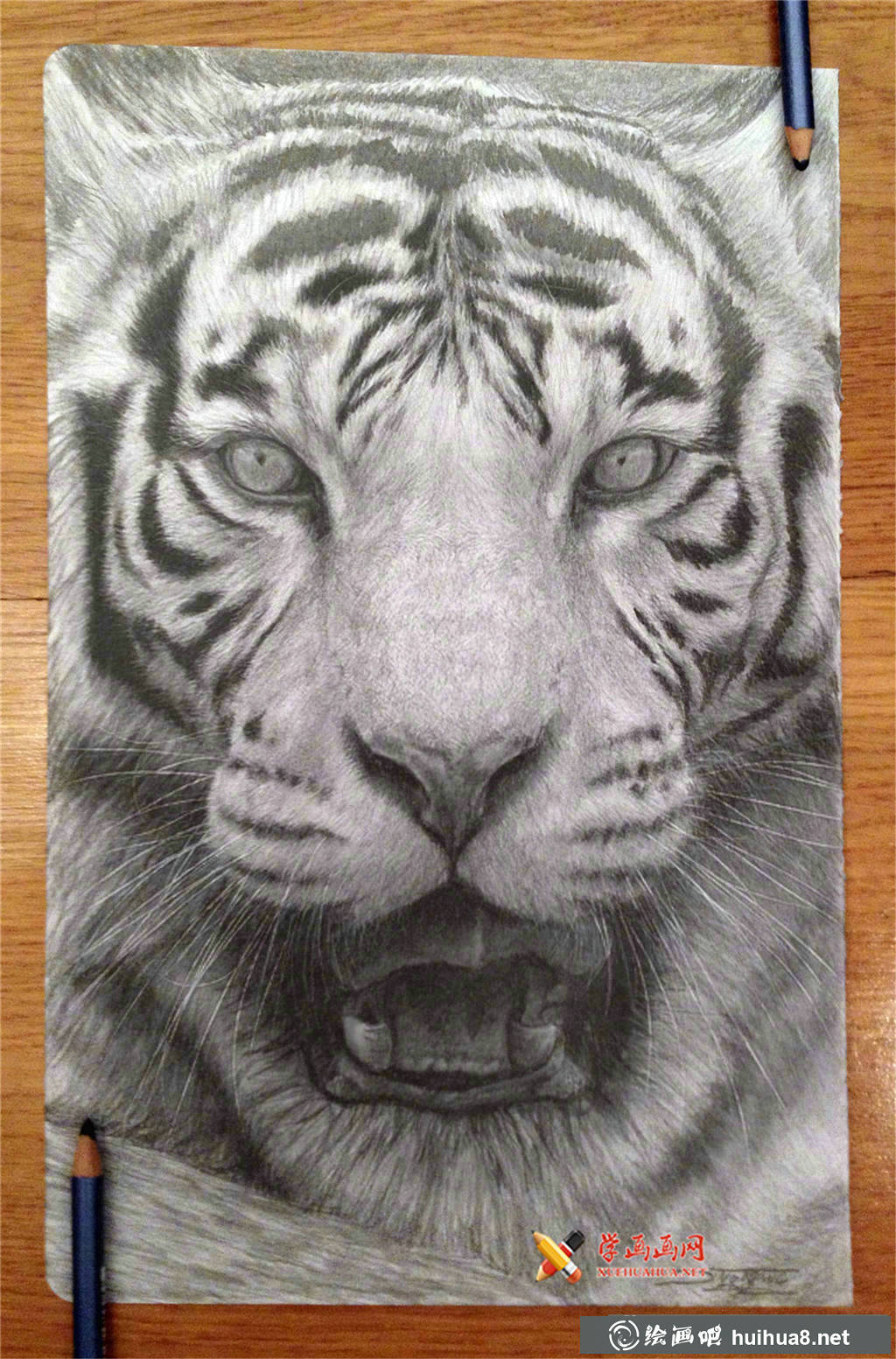 素描老虎圖片1幅(1)
