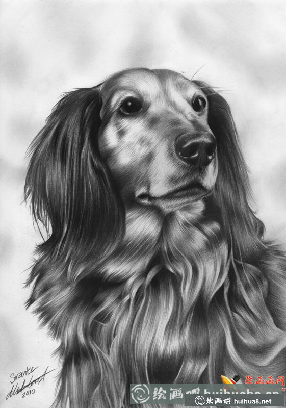 5幅狗狗素描畫欣賞(3)
