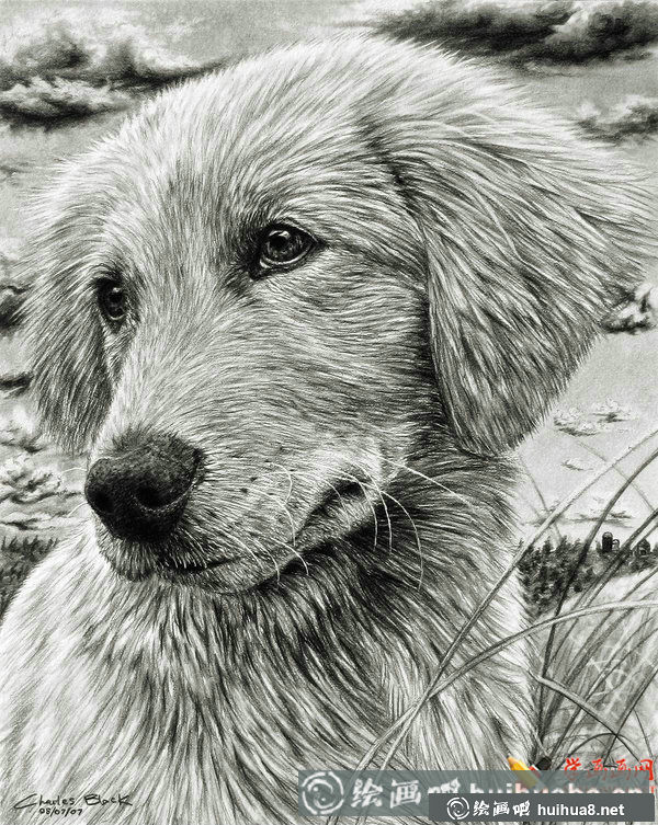 5幅狗狗素描畫欣賞(5)