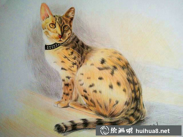 彩鉛貓咪插圖作品11