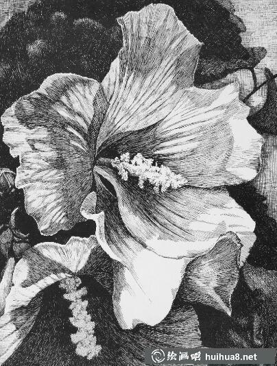 鋼筆畫(huà)花卉圖片28