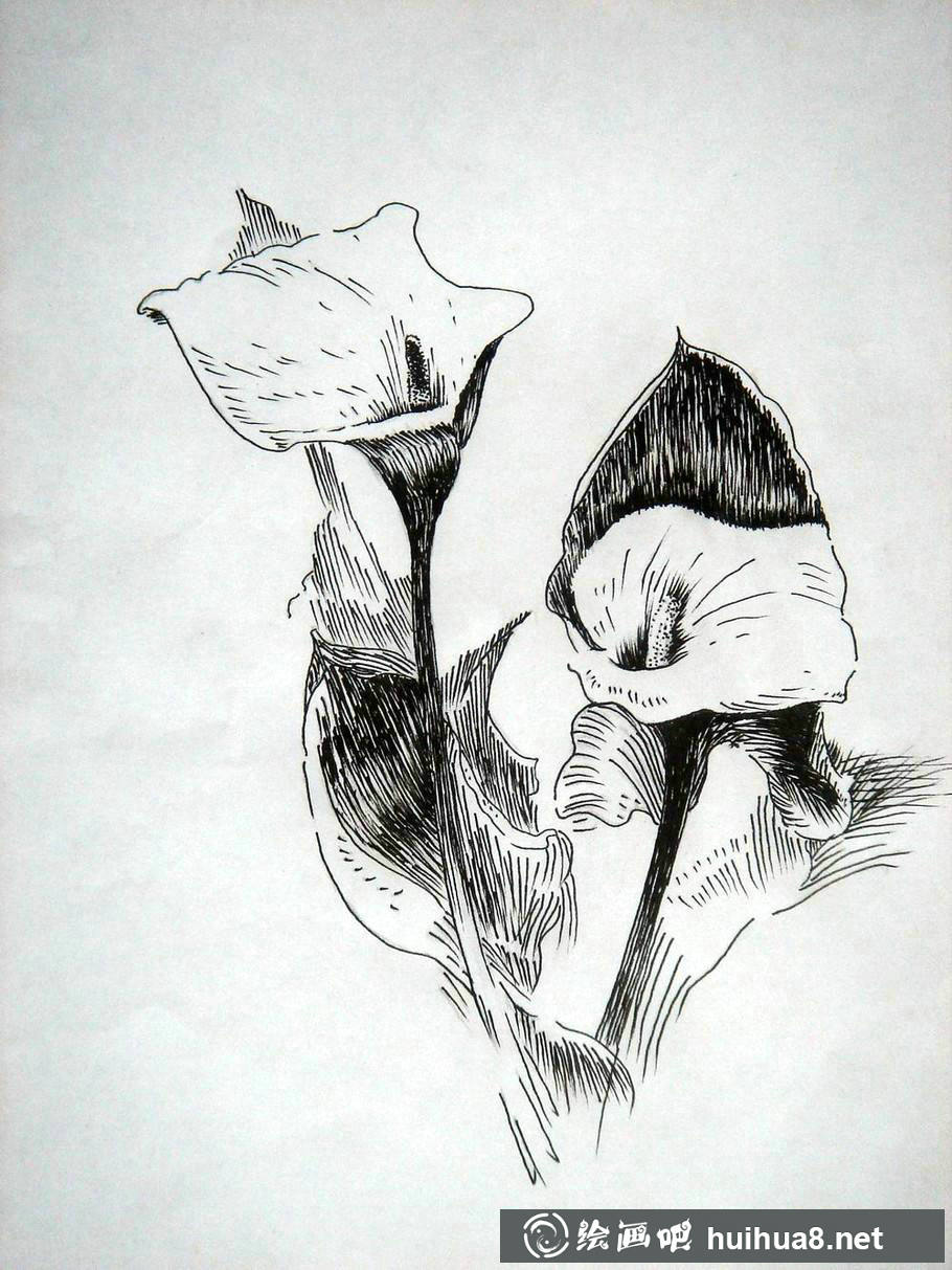 鋼筆畫(huà)花卉圖片23