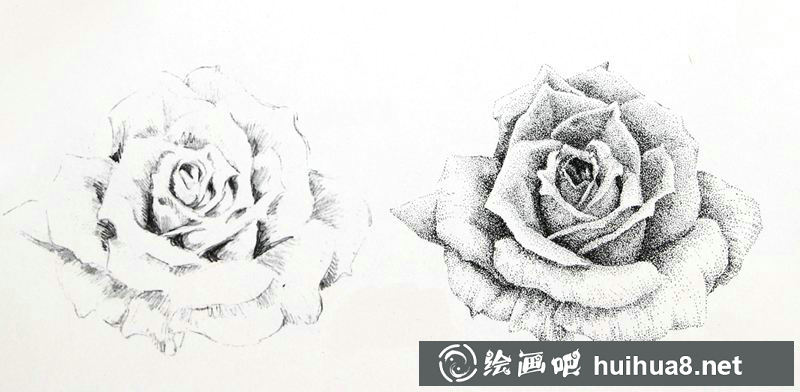 鋼筆畫(huà)花卉圖片22