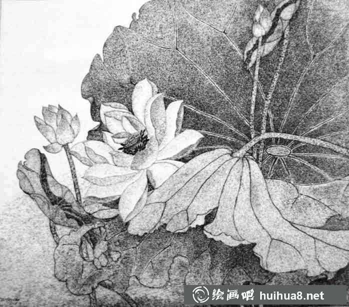 鋼筆畫(huà)花卉圖片21