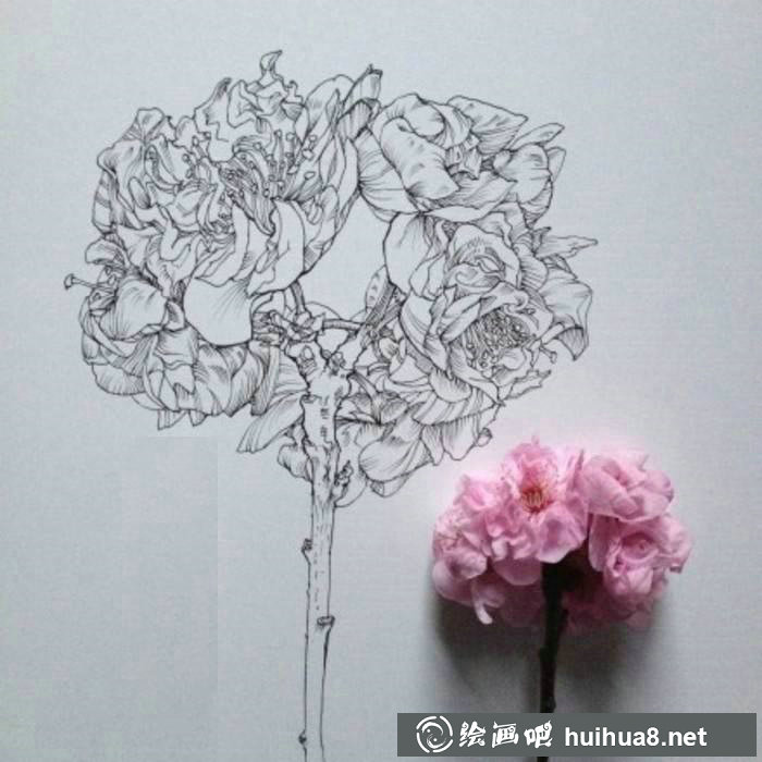 鋼筆畫(huà)花卉圖片16
