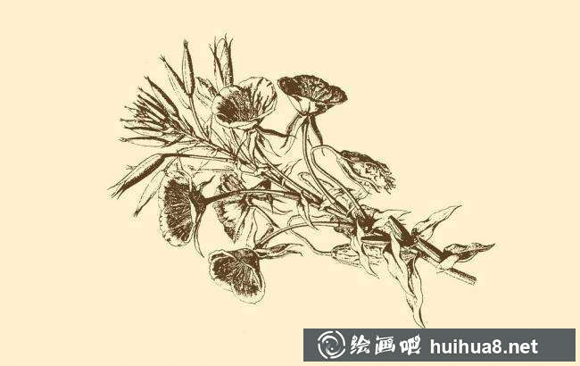 鋼筆畫(huà)花卉圖片14