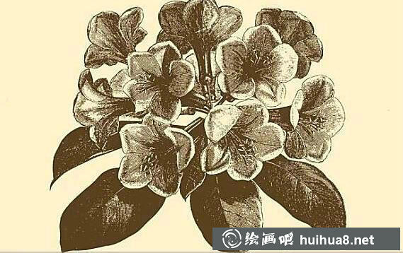 鋼筆畫(huà)花卉圖片7