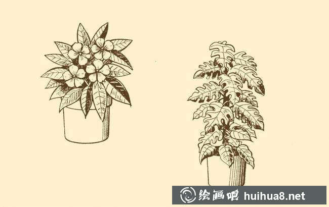 鋼筆畫(huà)花卉圖片6