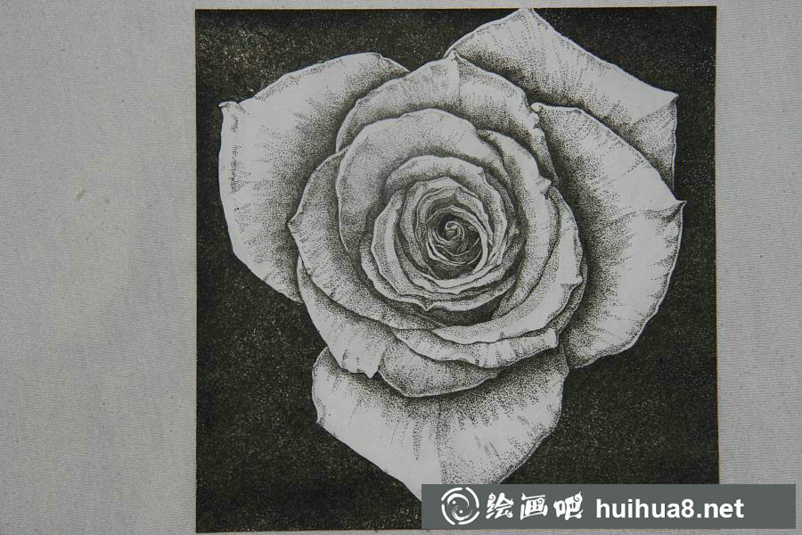 鋼筆畫(huà)花卉圖片4