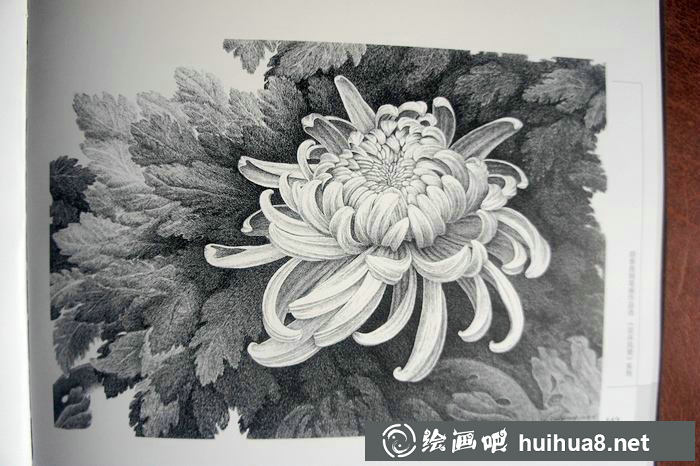 鋼筆畫(huà)花卉圖片3