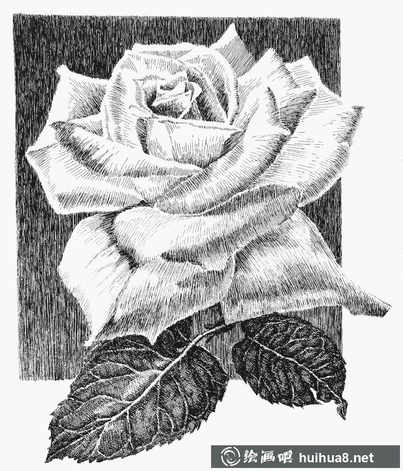 鋼筆畫(huà)花卉圖片2