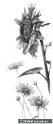 鋼筆畫花寫真集28幅