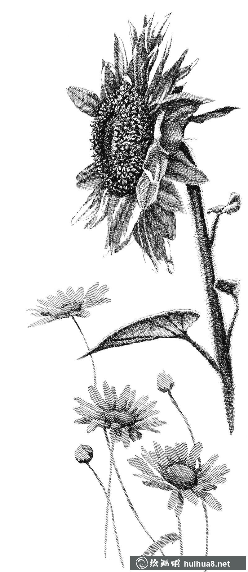鋼筆畫(huà)花卉圖片1