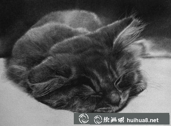 派羅朗格鉛筆畫(huà)“貓”作品2