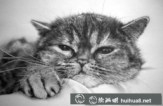 派羅朗格鉛筆畫(huà)“貓”作品3