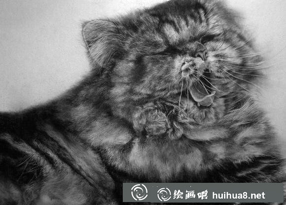 派羅朗格鉛筆畫(huà)“貓”作品5