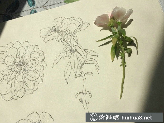 細(xì)節(jié)豐富的植物寫生