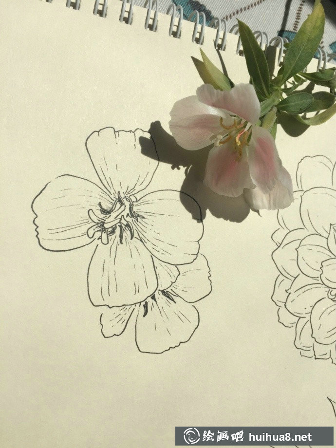 色彩鮮明的植物寫生